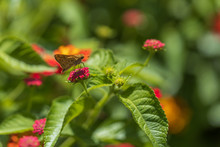 Fiery Skipper, Butterfly Sitting On Lantana Flowers, Close-up