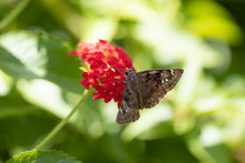 Horace's Duskywing Butterfly On Pink Lantana, Close-up
