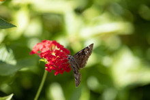 Horace's Duskywing Butterfly On Pink Lantana, Close-up