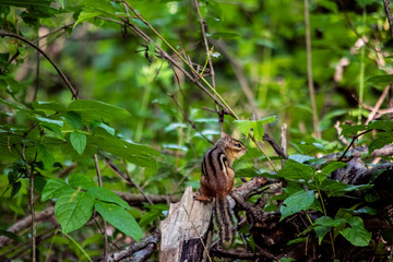 Chipmunk 2