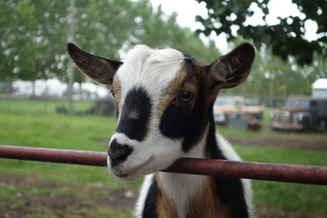 Goat in pen looking 