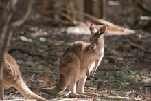 A Young, Wild Eastern Grey Kangaroo In A Patch Of Sunlight In A Forest In Queensland, Australia.