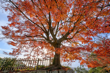 Wall Mural - big trees change color in the autumn.