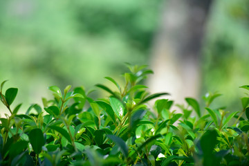  Many colorful leaves in the garden That looks fresh and cool, beautiful nature