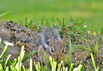 Wall Mural - chipmunk