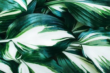  Perfect natural fresh hosta fire and ice leaves pattern background. Creative and moody backdrop. Top view.