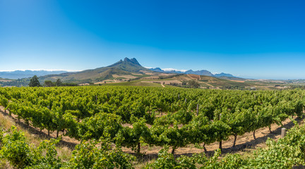 Beautiful landscape of Cape Winelands, wine growing region in South Africa