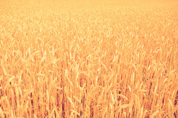 Wall Mural - background of yellow ears on the beautiful golden wheat field