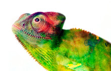 Chameleon - And Water Colors