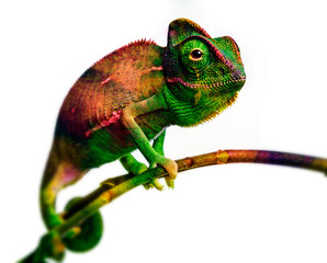 Wall Mural - green chameleon - and water colors
