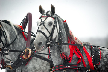 Wall Mural - wheeler ,orlov trotter ftom russian troika with red ribbons in the mane