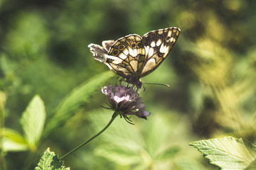 Wall Mural - butterfly on a flower