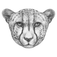 Portrait Of Cheetah. Hand-drawn Illustration. Vector