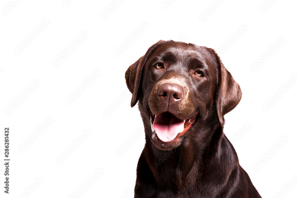 Chocolate Labrador Retriever - Stud Dog in Mount Washington, KY, United