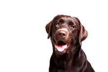 Portrait Of Eighteen Months Old Chocolate Labrador Retriever Isolated On White Background. Happy And Funny Brown Dog, Studio Shot. Close Up, Copy Space.