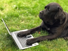 Dog Cane Corso Is Lying On The Green Grass In Front Of A Laptop Monitor. A Big Black Dog Holds Paws On A Computer Keyboard.