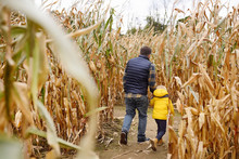 Little Boy And His Father Having Fun On Pumpkin Fair At Autumn. Family Walking Among The Dried Corn Stalks In A Corn Maze. Traditional American Amusement On Fair.