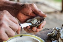 Selective Focus Closeup Of A Man's Large Strong Hands Using An Oyster Knife To Demonstrate How To Shuck A Rappahannock River Oyster