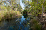 Fototapeta Natura - swimming at Bitter Springs, Mataranka, Northern Territory