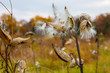 autumn view of milkweed seed pods at the US Arboretum in Washington DC