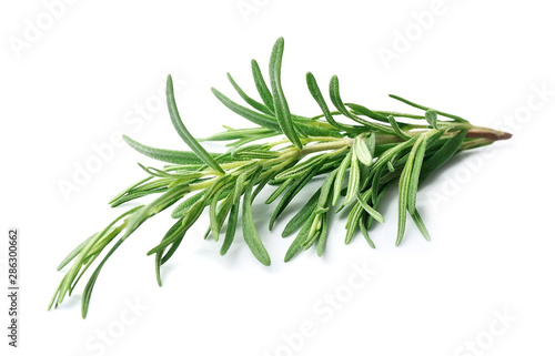 Fotomural Twig of rosemary on a white background
