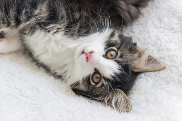 Wall Mural - close up of norwegian forest cat kitten on white blanket	