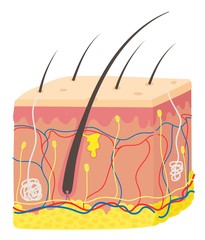 Wall Mural - A hair follicle is a part of the skin