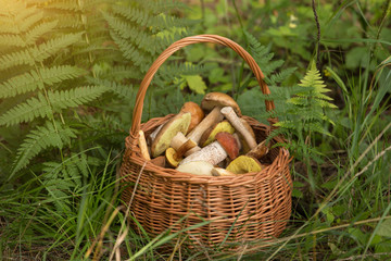 Wall Mural - Edible mushrooms porcini in the wicker basket in sunlight. Nature, forest