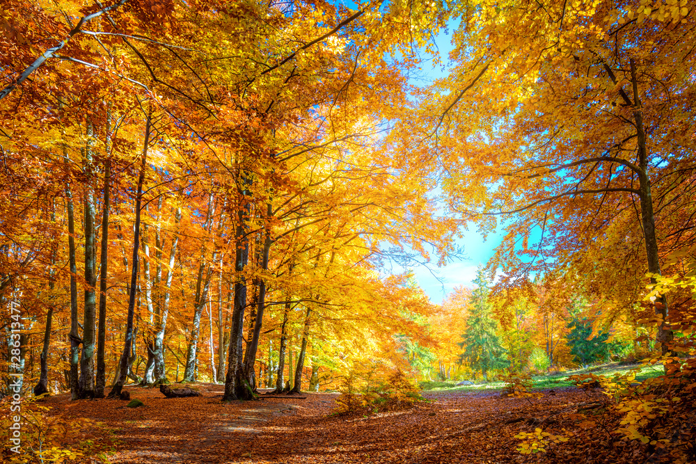 Warm Sunny day in Autumnal forest, yellow orange trees - obrazy, fototapety, plakaty 
