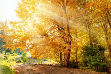 Wall Mural - autumn season in forest park - colorful trees and sun beams