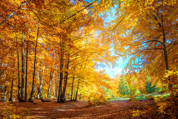 Wall Mural - warm sunny day in autumnal forest, yellow orange trees