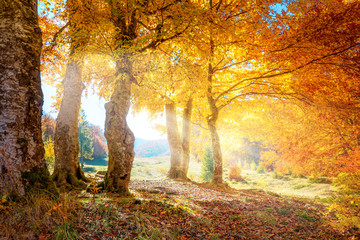 Wall Mural - Warm autumn landscape -  beautiful forest with the sun rays and golden trees