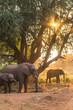 © Chris - Elephants at sunset