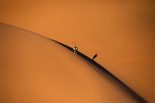 Solitary Oryx Standing On A Sand Dune In Sossusvlei Desert During Sunset On The Edge Of Shadowy And Light Sand. Sossusvlei, Namibia.