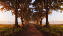 Beautiful Autumnal Avenue In The Fog And Sun