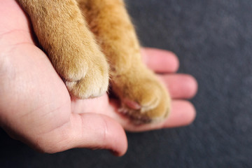 Wall Mural - Cat red paws and a human hand closeup, top view. Conceptual image of friendship, trust, love, help between man and cat