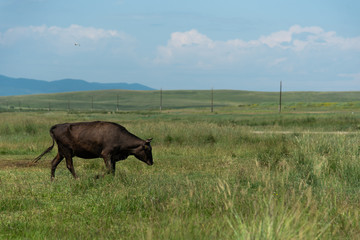 Cow in the field, summer landscape