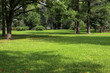 empty city green park with lawn tall trees and trimmed grass with fallen leaves on an early sunny warm morning
