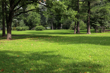 empty city green park with lawn tall trees and trimmed grass with fallen leaves on an early sunny wa