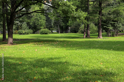 Fotomural empty city green park with lawn tall trees and trimmed grass with fallen leaves