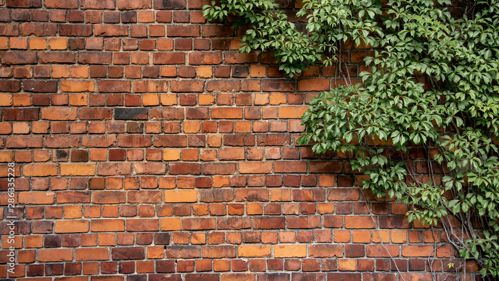 Climbing plant, green ivy or vine plant growing on antique brick wall of abandoned house. Retro style background - obrazy, fototapety, plakaty 