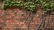 Climbing Plant, Green Ivy Or Vine Plant Growing On Antique Brick Wall Of Abandoned House. Retro Style Background