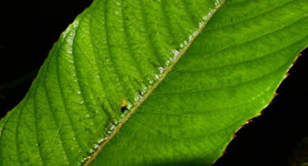 green leaf and spider web macro background with black color, abstract background with water drops on a spider web and green leaf