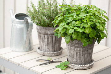 Wall Mural - lemon balm (melissa) and thyme herb in flowerpot on balcony