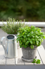 Wall Mural - lemon balm (melissa) and thyme herb in flowerpot on balcony