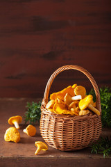 Wall Mural - raw fresh chanterelle mushrooms on dark background