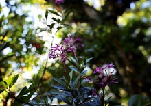 Costa Rica Tree Canopy Wild Orchid