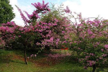 Canvas Print - Ibirapuera