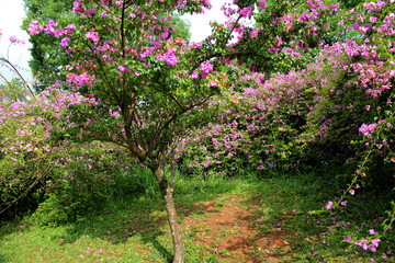 Canvas Print - Ibirapuera