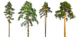 Fototapeta  - Set of tall pine trees isolated on a white background.